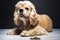 Young purebred Cocker Spaniel on wooden floor