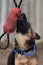 Young purebred dog learns instinct of prey and bites toy. German shepherd puppy of working breeding black and red color plays on