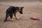 Young purebred dog learns instinct of prey and bites toy. German shepherd puppy of working breeding plays on Playground with