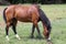 Young purebred horse peaceful grazing on pasture