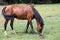 Young purebred horse peaceful grazing on pasture