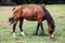 Young purebred horse peaceful grazing on pasture