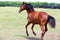 Young purebred horse peaceful grazing on pasture