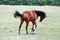 Young purebred horse peaceful grazing on pasture