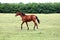 Young purebred horse peaceful grazing on pasture