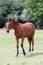 Young purebred horse peaceful grazing on pasture