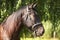 Young purebred horse relaxing in the shadow