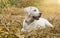 Young purebred labrador dog puppy lying in a field on straw while the sun shines