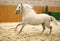 Young purebred lipizzan breed horse canter alone