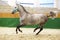 Young purebred lipizzan breed horse canter alone