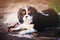 Young purebred tricolor cavalier king charles spaniel lying with stick on stone pathway