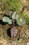 Young purple cauliflower on crop