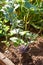 Young purple kohlrabi Brassica oleracea var. Gongylodes in the ground in the summer garden. Agriculture concept, cultivated plants