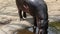 Young pygmy hippopotamus drinking water