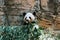 Young Qinling panda, contentedly munching on a meal of fresh leaves