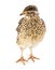 Young quail