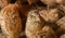 Young quail fattening in cages on a quail farm