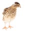 Young quail on a white