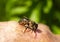 Young queen bee on the beekeepers hand