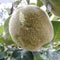 Young quince fruit