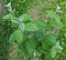 Young quince growing