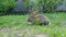 Young rabbit eating grass