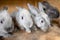 Young Rabbit inside wood cage at the farm on easter time