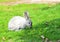 Young rabbit play and eat on green field