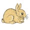 Young rabbit realistic vector