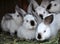 Young rabbits Californian breed