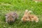 Young rabbits on green grass