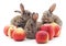 Young rabbits and red apples.