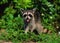 Young Raccoon