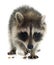 Young raccoon