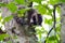 Young raccoon in an alder tree looks down through the leaves
