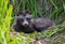Young Raccoon dog Nyctereutes procyonoides or mangut lays with lifted head in the grass couch in thick bush
