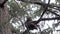 Young raccoon looks out from perch up in a pine tree