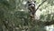 Young raccoon looks out from perch up in a pine tree