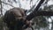 Young raccoon looks out from perch up in a pine tree