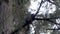 Young raccoon looks out from spot up in a pine tree