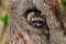 Young Raccoon (Procyon lotor) Hides in Knothole