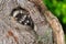 Young Raccoon (Procyon lotor) Huddles in Knothole