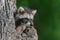Young Raccoon (Procyon lotor) Looks Out from Knothole