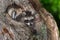 Young Raccoon (Procyon lotor) Paws Out Knothole