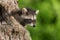 Young Raccoon (Procyon lotor) Pokes Head out of Hole