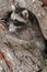 Young Raccoon (Procyon lotor) Pokes Head out of Knothole