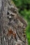 Young Raccoon Procyon lotor Sits on Side of Tree