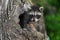 Young Raccoon (Procyon lotor) Sits Up in Knothole