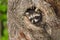 Young Raccoon (Procyon lotor) Turns in Knothole