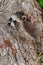 Young Raccoon (Procyon lotor) Wedged in Knothole